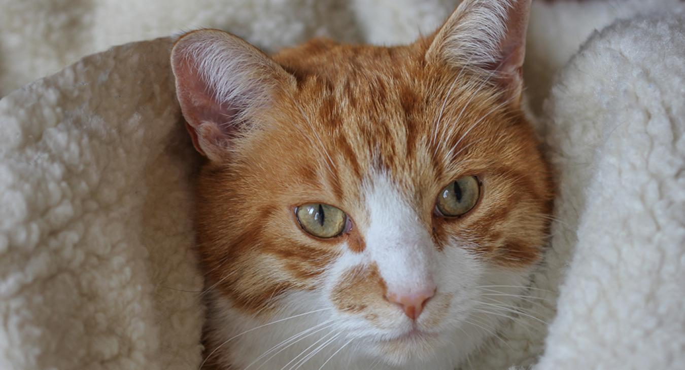 Cat snuggled in fluffy blankets